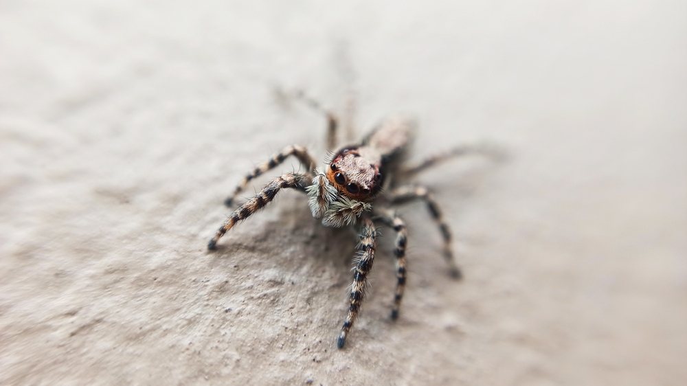 macro shot of a Menemerus bivittatus or gray wall jumper