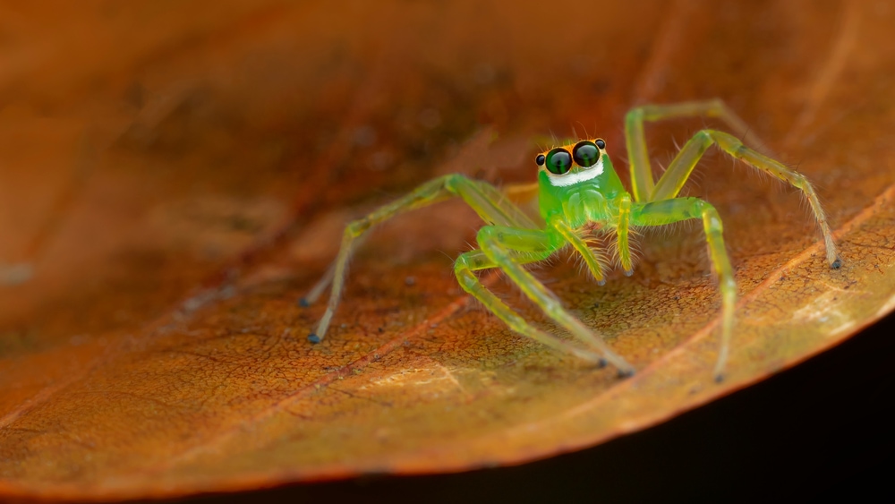 macro shot of a Lyssomanes viridis, commonly known as the magnolia green jumper on top of a leaf