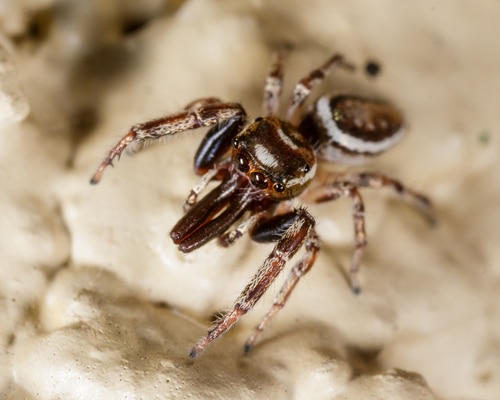 macro shot of a male bagheera prosper