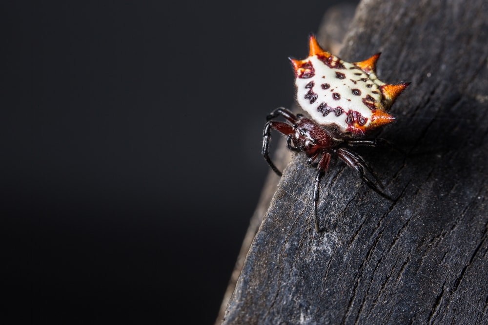 image of a spinybacked orbweaver on a wood 