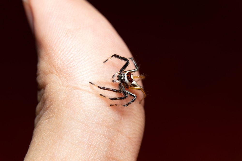 image of a sylvana jumping spider on a finger