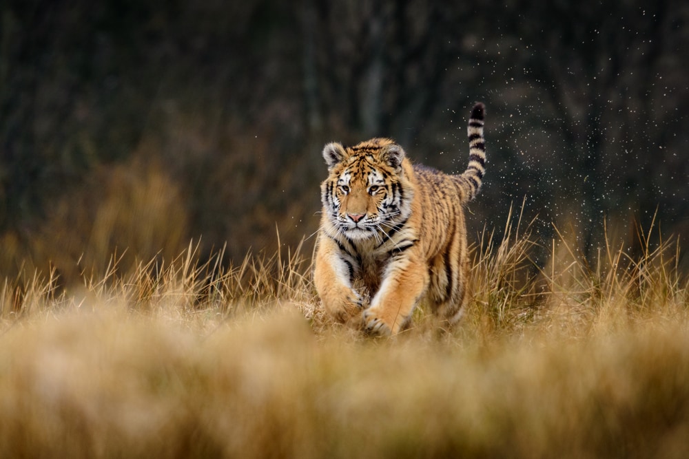 image of a siberian tiger(Panthera tigris altaica) running on a grassy field