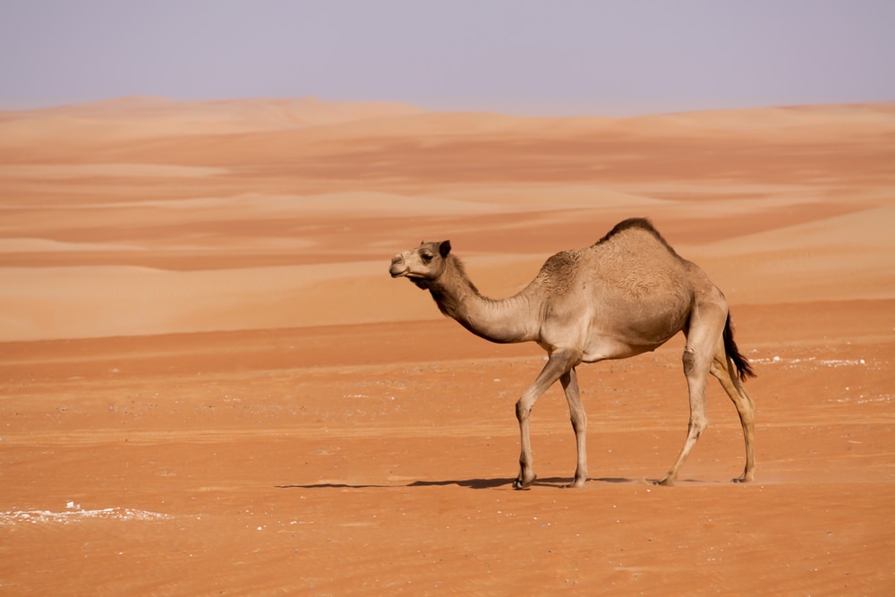 a single Arabian camel on a desert
