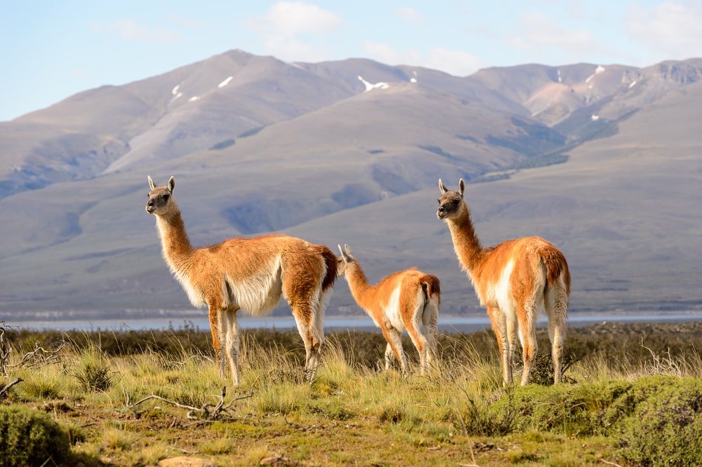 three guanacos on a grassy field near a mountain