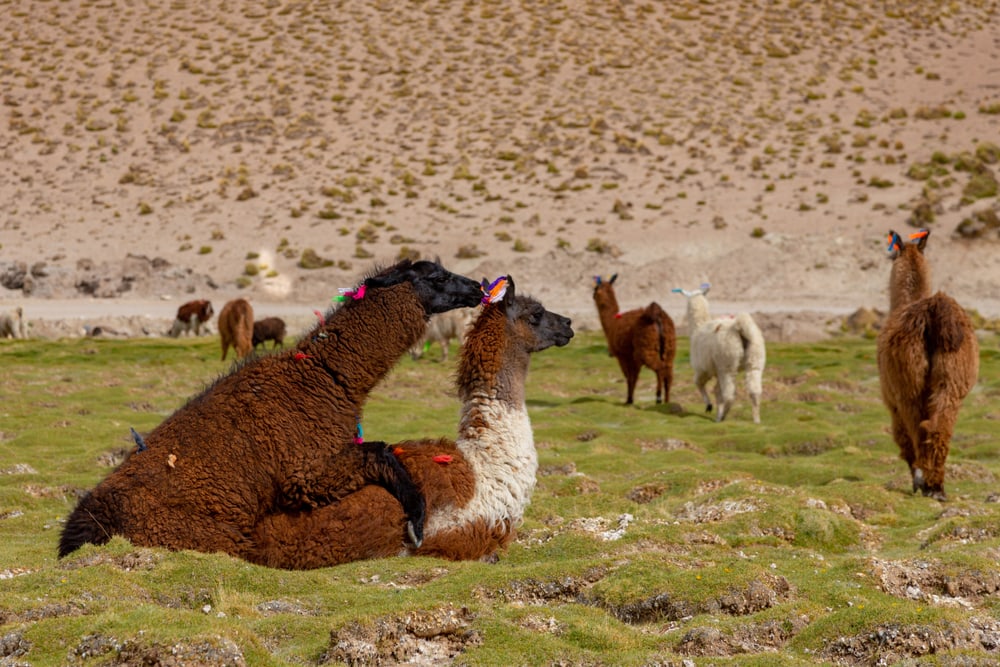 image of two llama mating 
