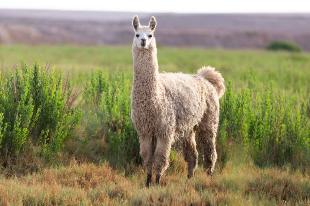 image of a llama on a grass field