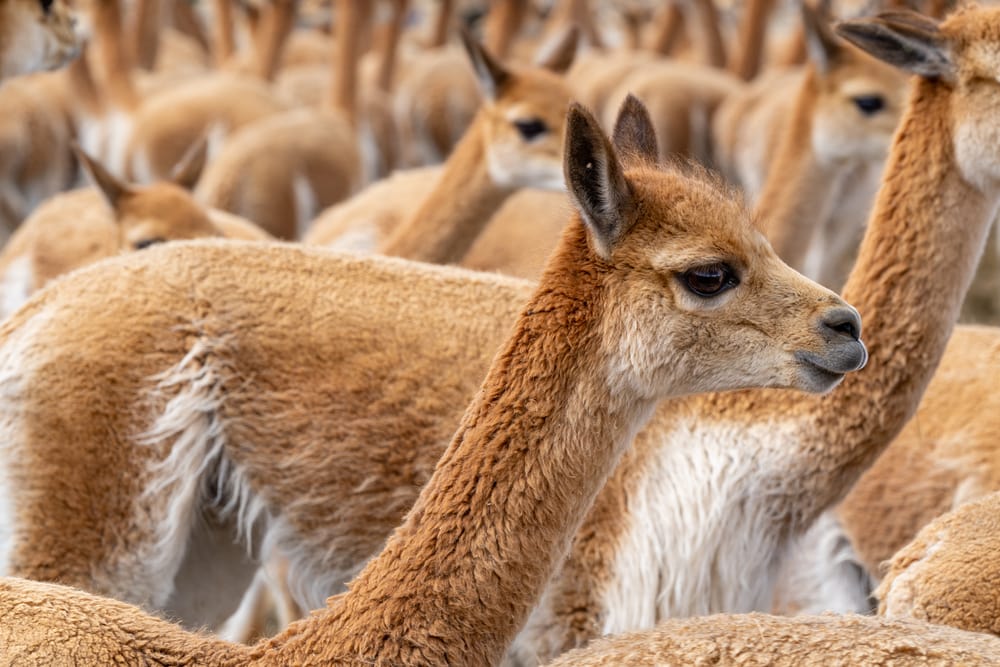 close up image of a vicuna