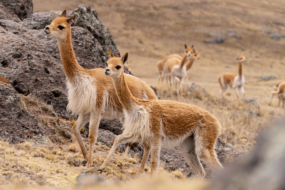 vicunas in the highlands of Peru
