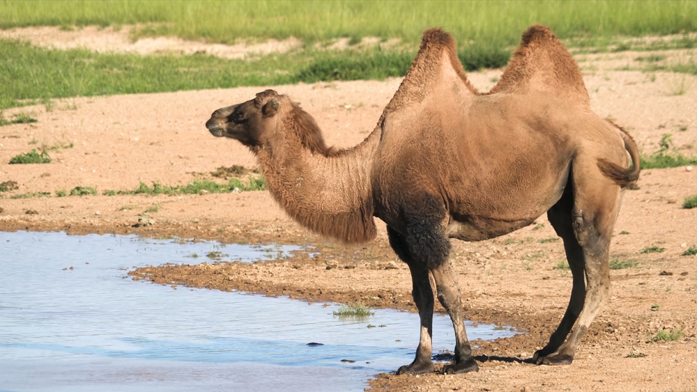 a wild Bactrian camel in a desert