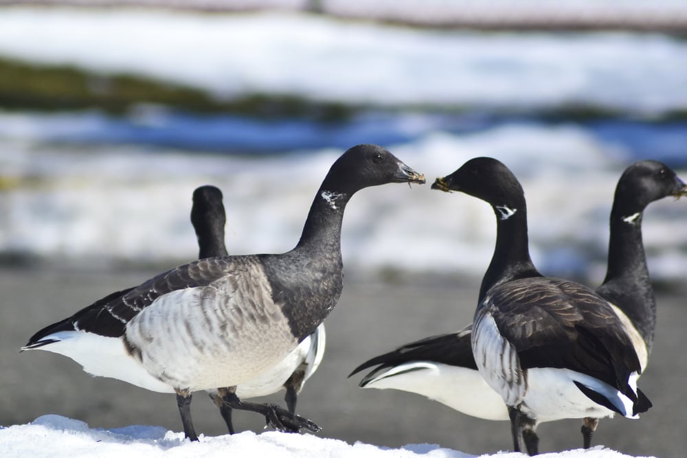 two brant geese socializing on a snow covered ground