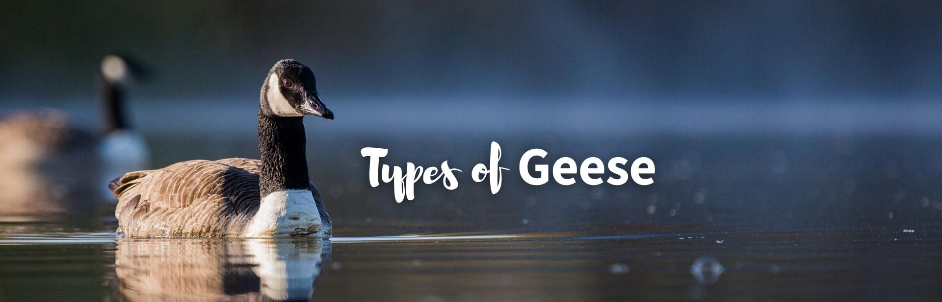 types of geese featured image
