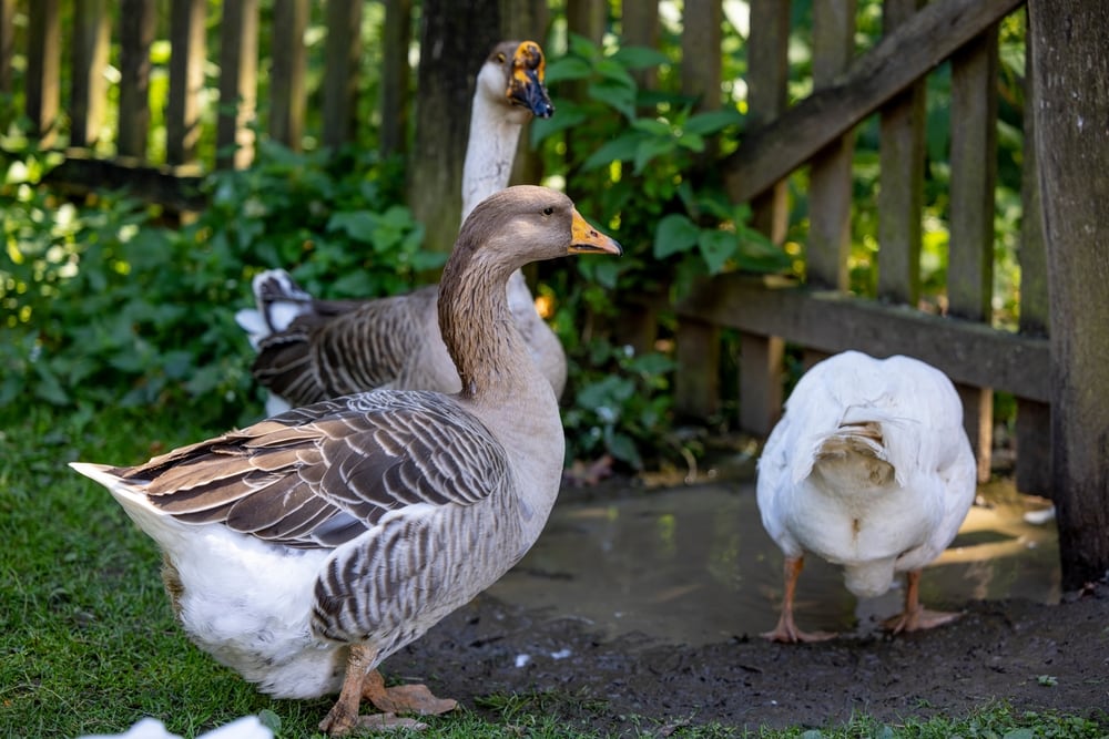 image of a Landes goose standing on a mud puddle