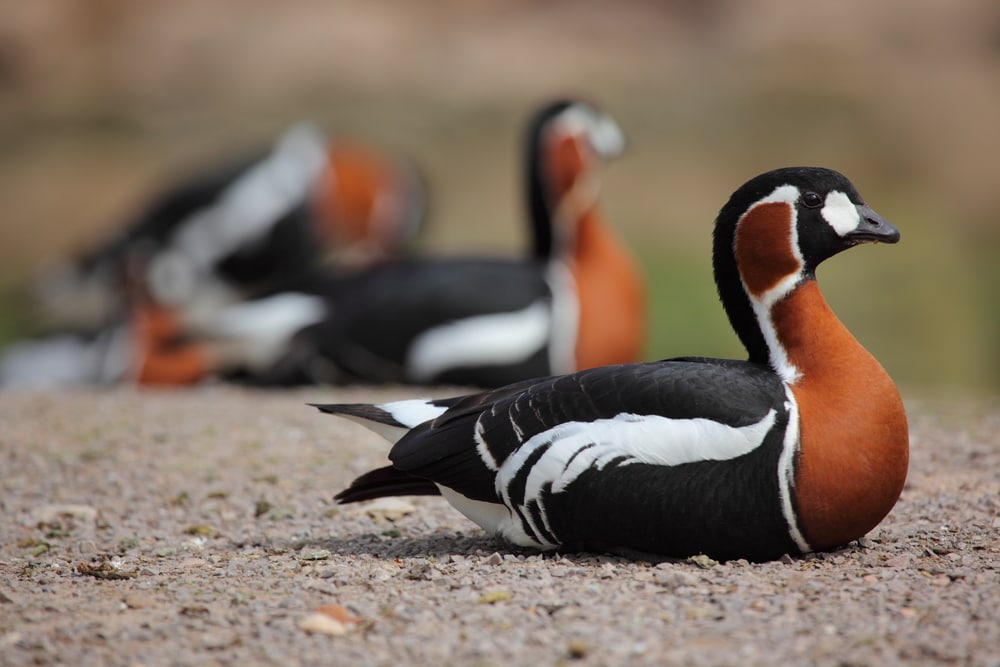 red-breasted geese resting on the ground