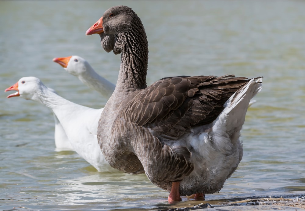 a Toulouse goose standing by the lake
