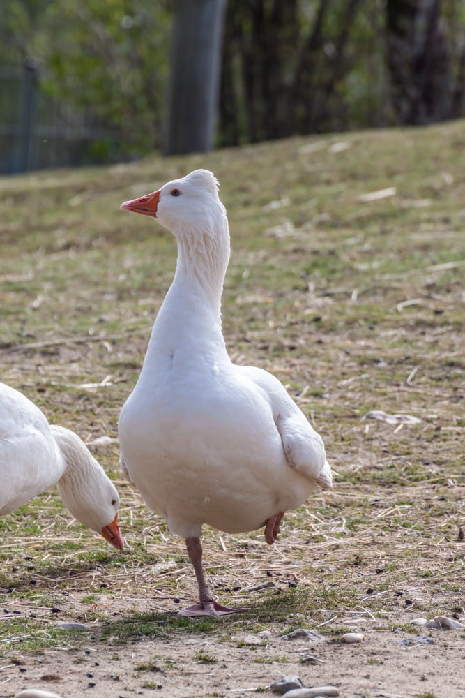 a tufted Roman goose standing on one keg