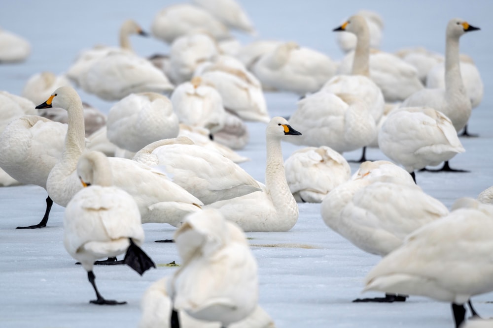 flock of Bewick's swan on a frozen lake