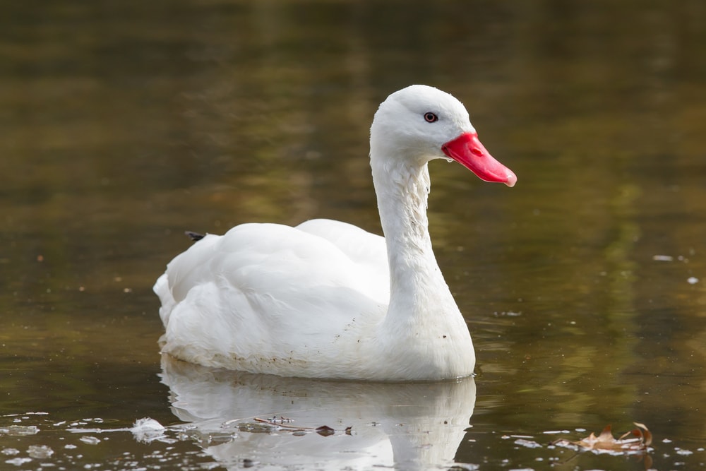 a lone Coscoroba swan on a pond