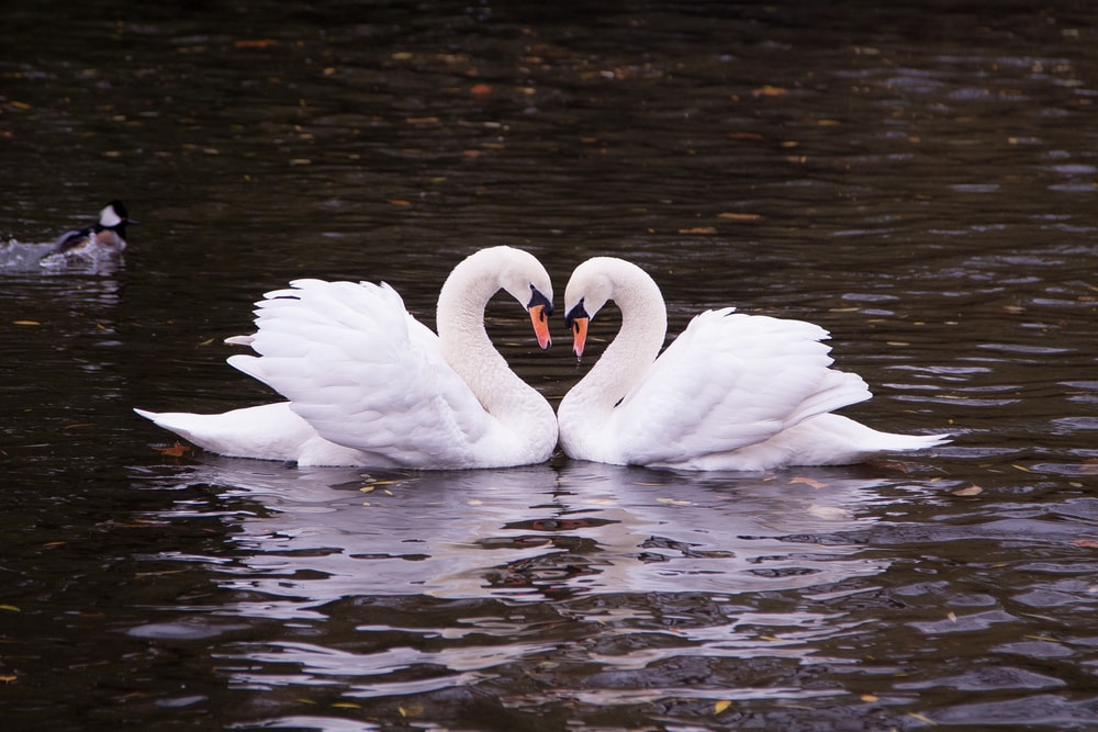 mute swans displaying courtship behavior