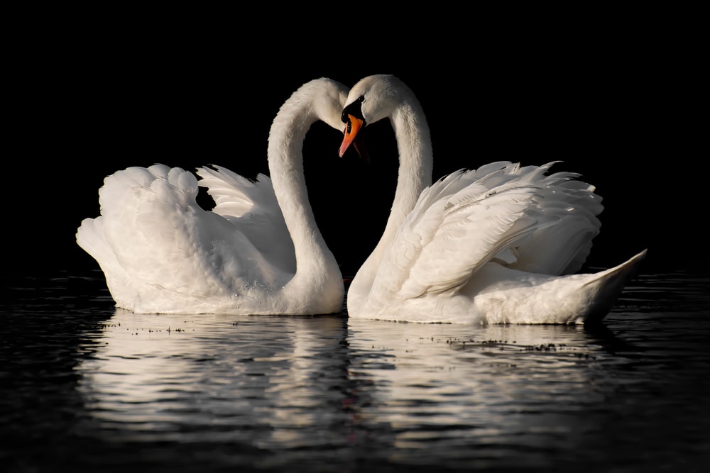 a pair of mute swans forming a heat shape