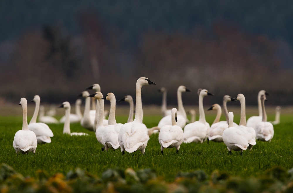 flock of trumpeter swans on grass