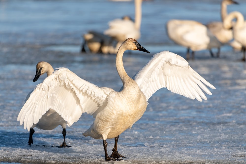 image of a tundra swan flapping its wings on a frozen lake