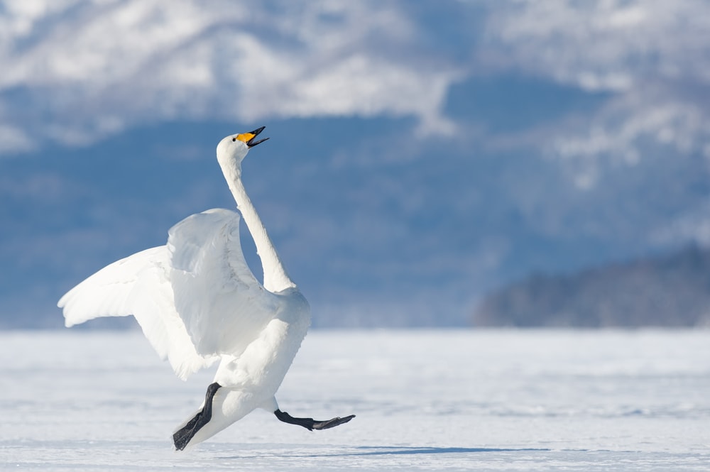 image of a whooper swan walking on the snow