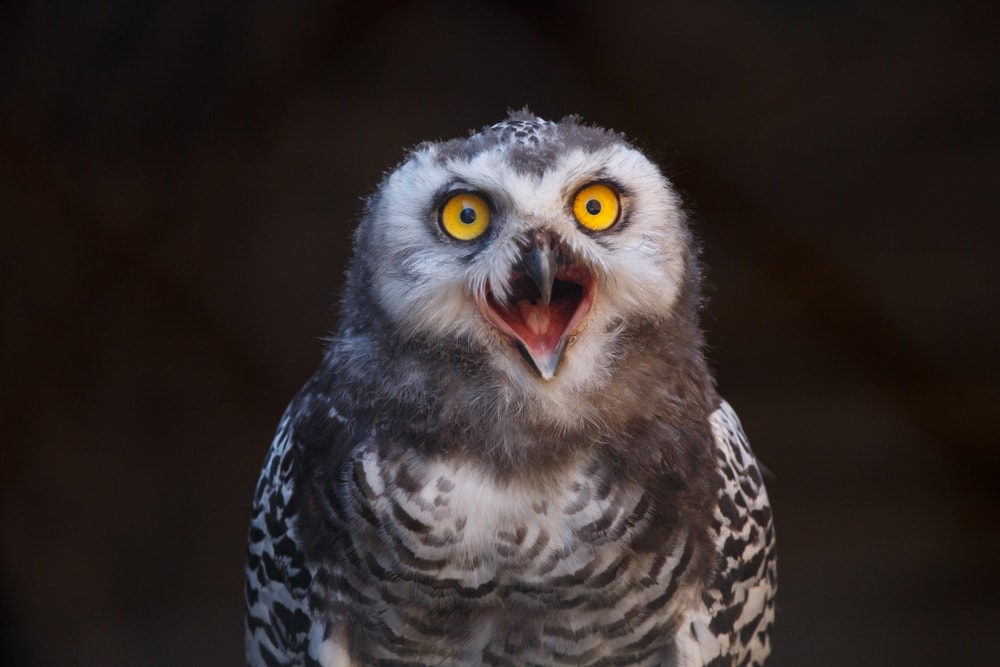 Elf owl shocked on black background