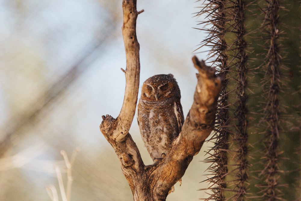 Elf owl looking at the camera
