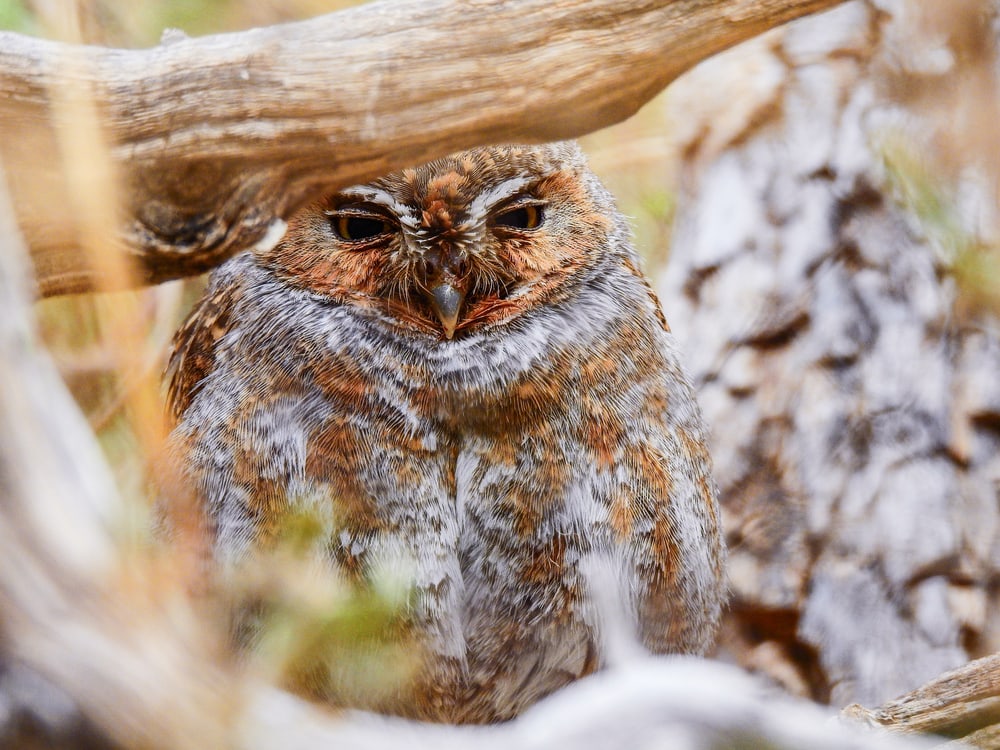 Elf owl hiding behind a branch of tree