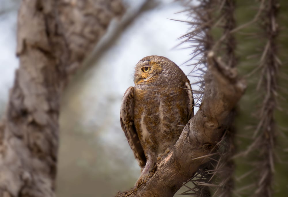 Elf owl standing on a branch of tree