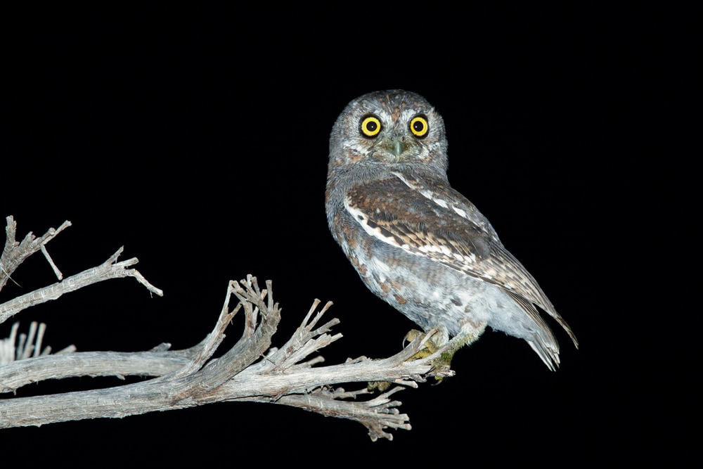 Elf owl on the edge of a tree on black background
