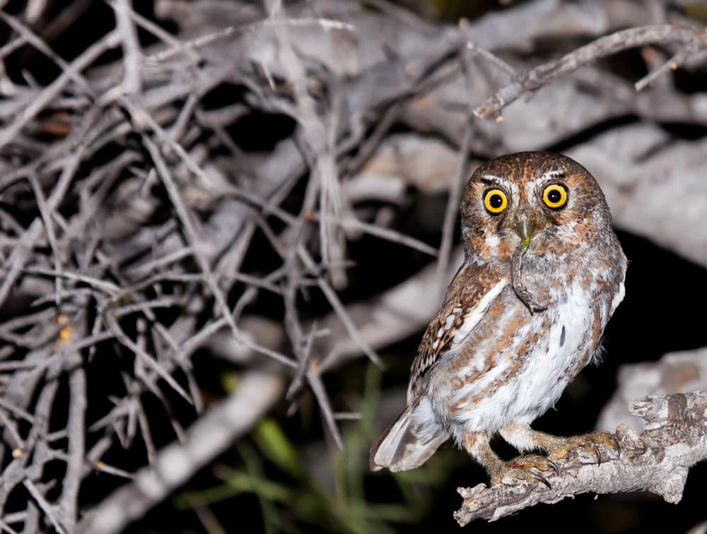 Elf owl with worm on its mouth