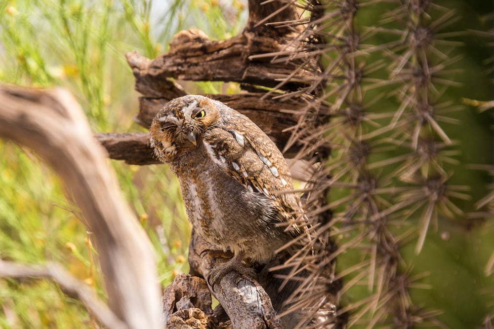 Elf owl with hanging thorns