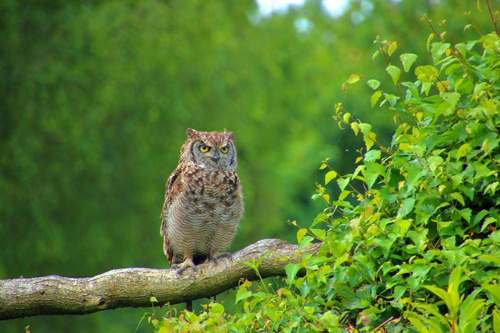 Elf owl in the middle of the forest