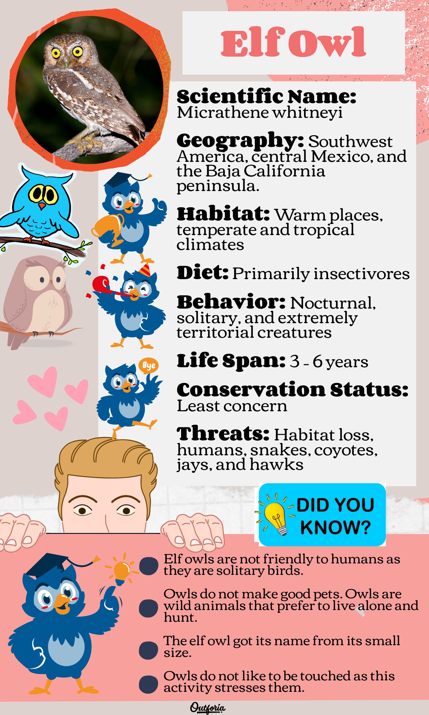 Chart of elf owl compete with picture, facts, and more