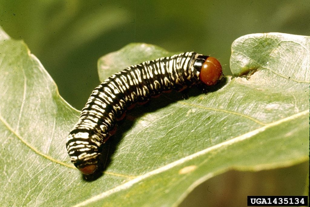 Black and Yellow Zebra Caterpillar (Melanchra picta) laying on a leaf