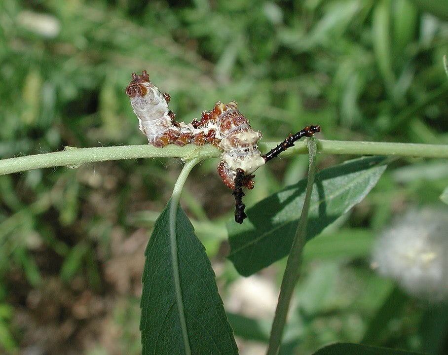 White Admiral Caterpillar (Limenitis arthemis) going down from a branch of leaf
