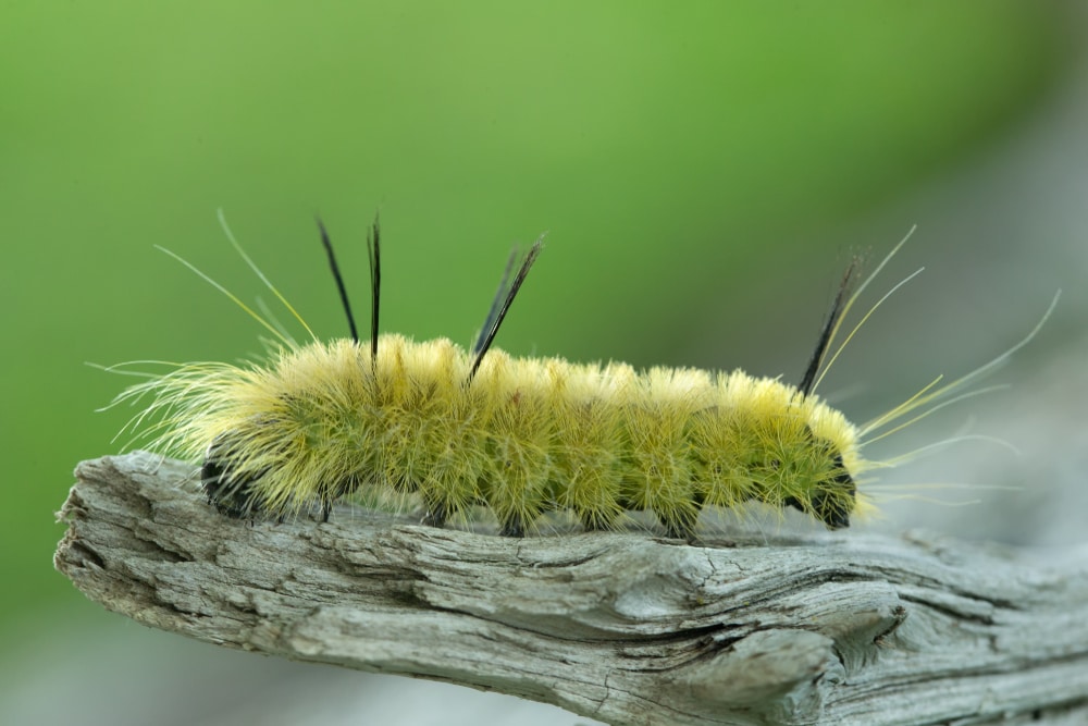 American Dagger Caterpillar (Acronicta americana) on the edge of a stone
