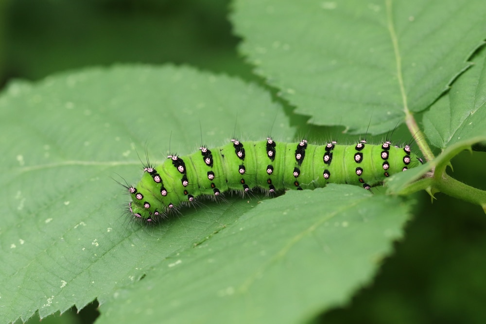 Emperor Moth Caterpillar (Saturnia pavonia) walking out of a leaf