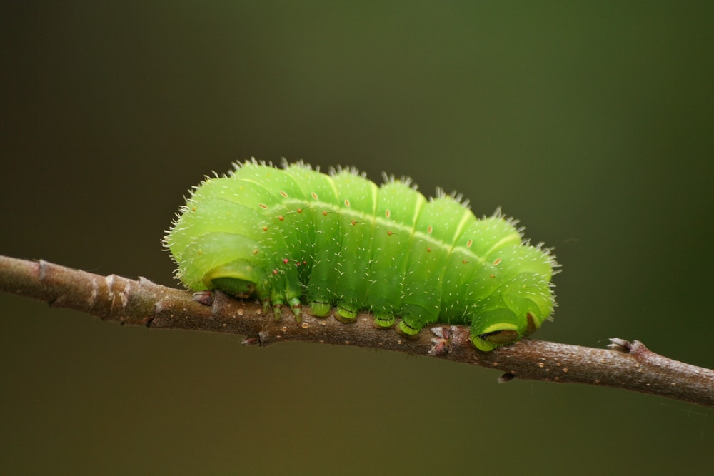 Luna Moth Caterpillar (Actias luna) walking on a stick of a plant