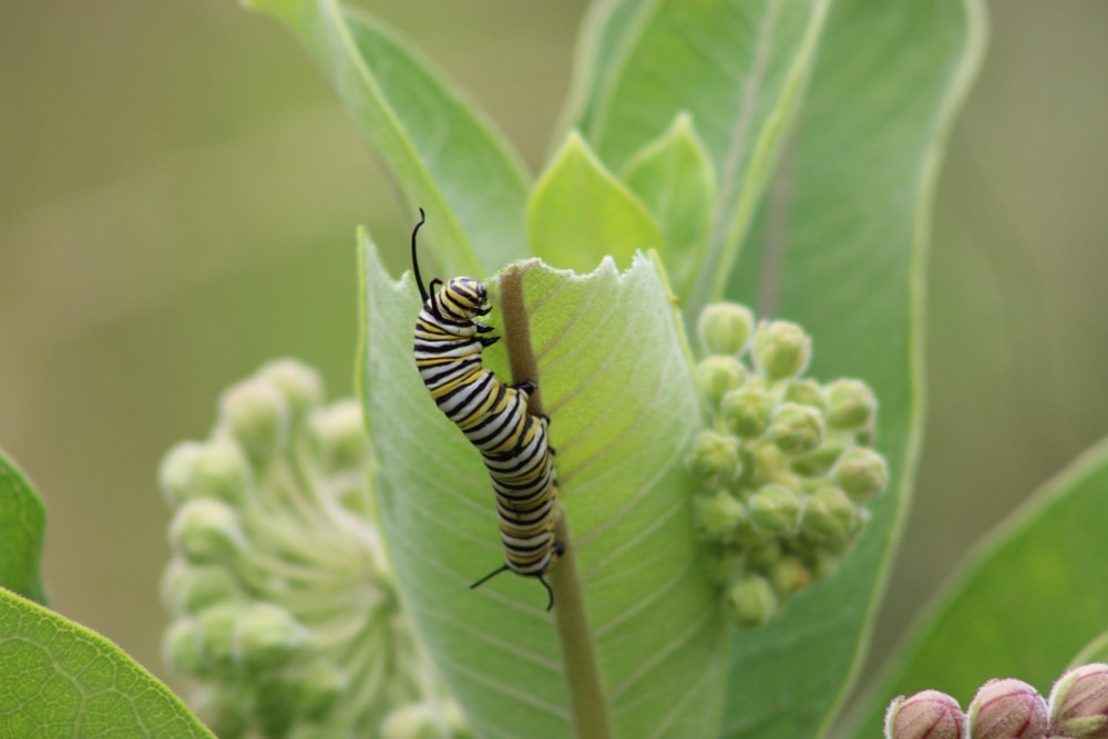 Caterpillar eating a leaf