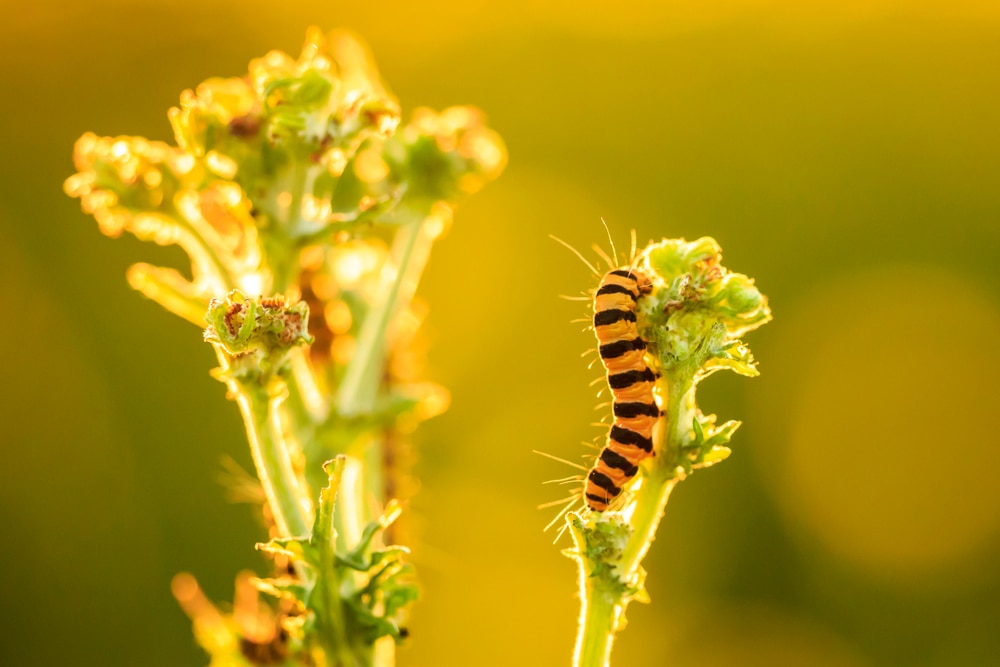 Cinnabar Caterpillar (Tyria jacobaeae) eating the flowers