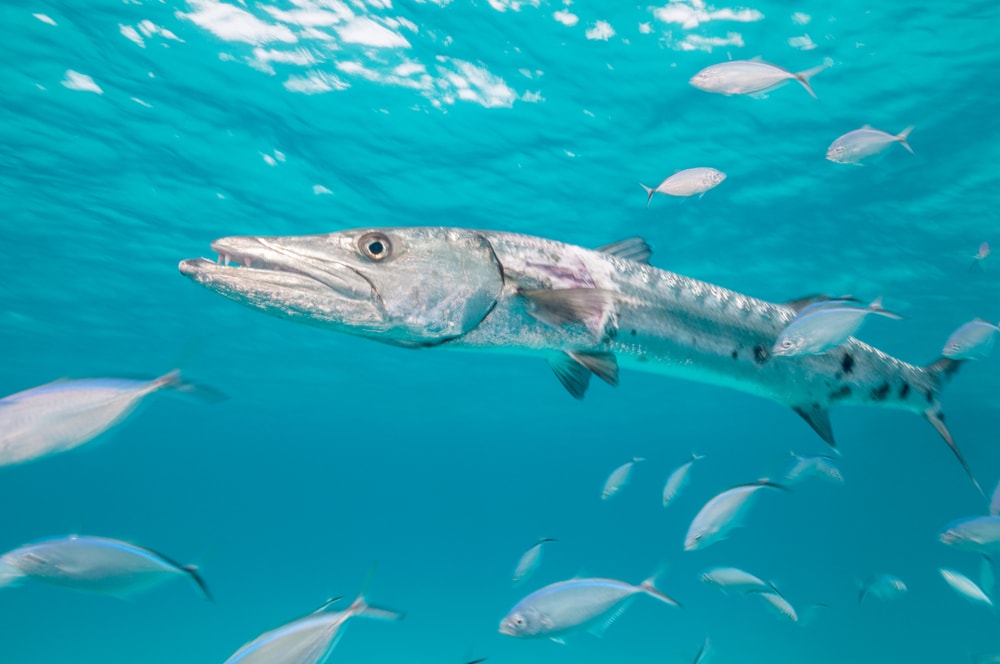 Barracuda with group of fish in the middle of a sea