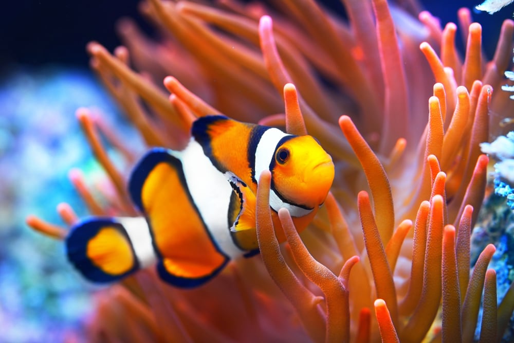 Clownfish in the middle of corals