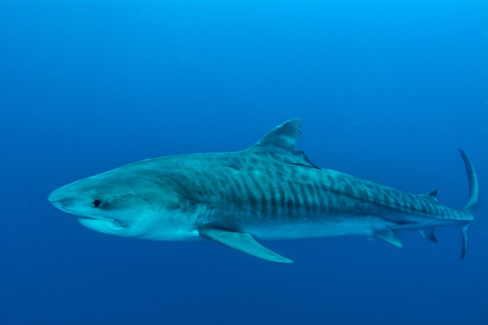 Shark with blue ocean background