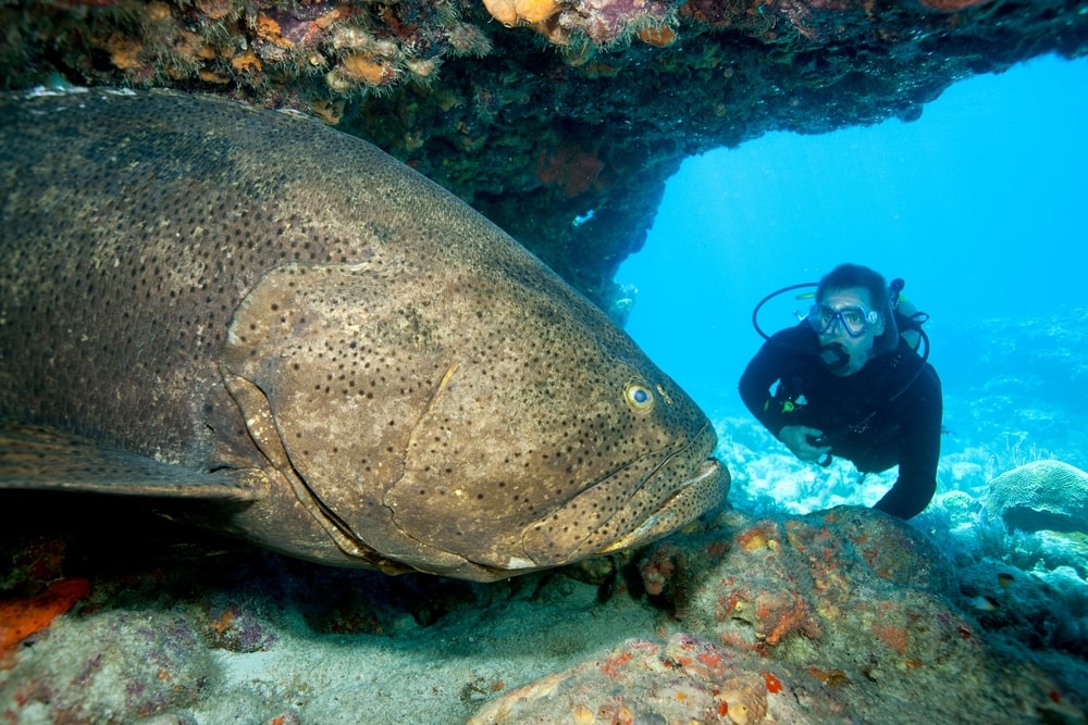 Grouper inside a cave with a scuba diver