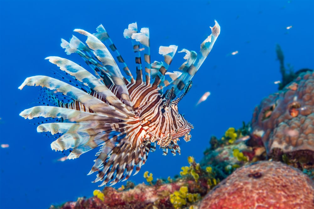 Lionfish on top of a coral