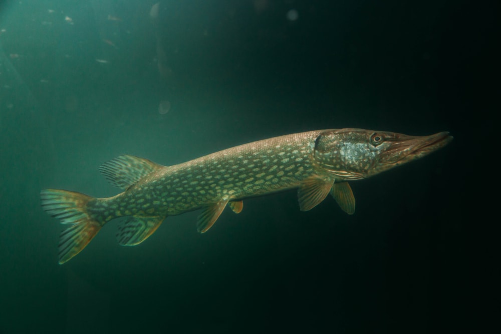 Pike in the dark ocean