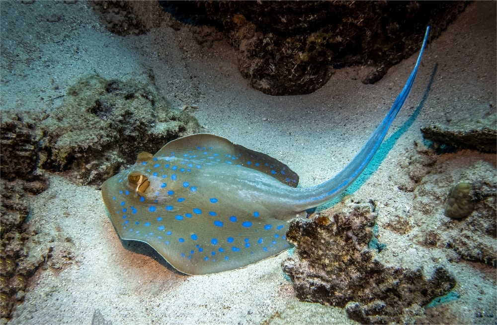 Stingray laying on the ground of the ocean