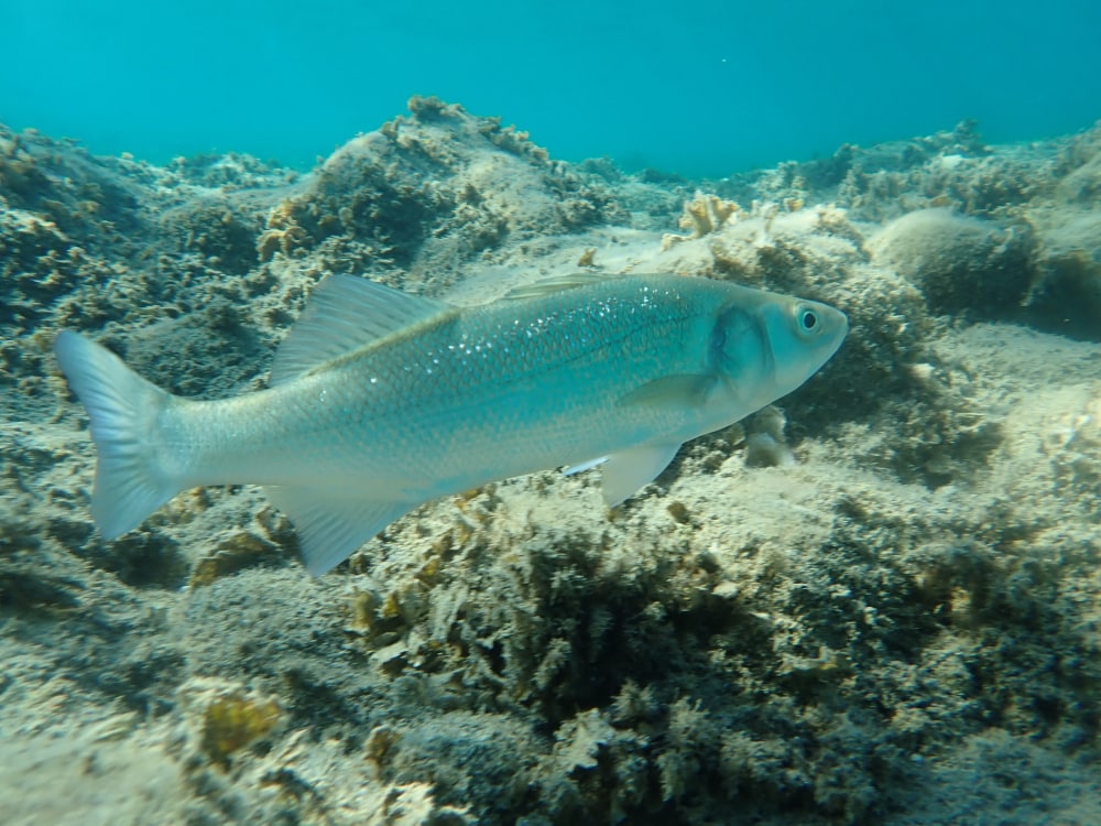 Seabass on top of the corals